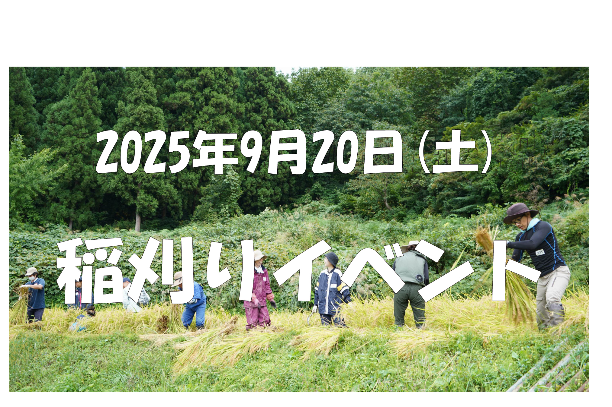 稲刈りイベント