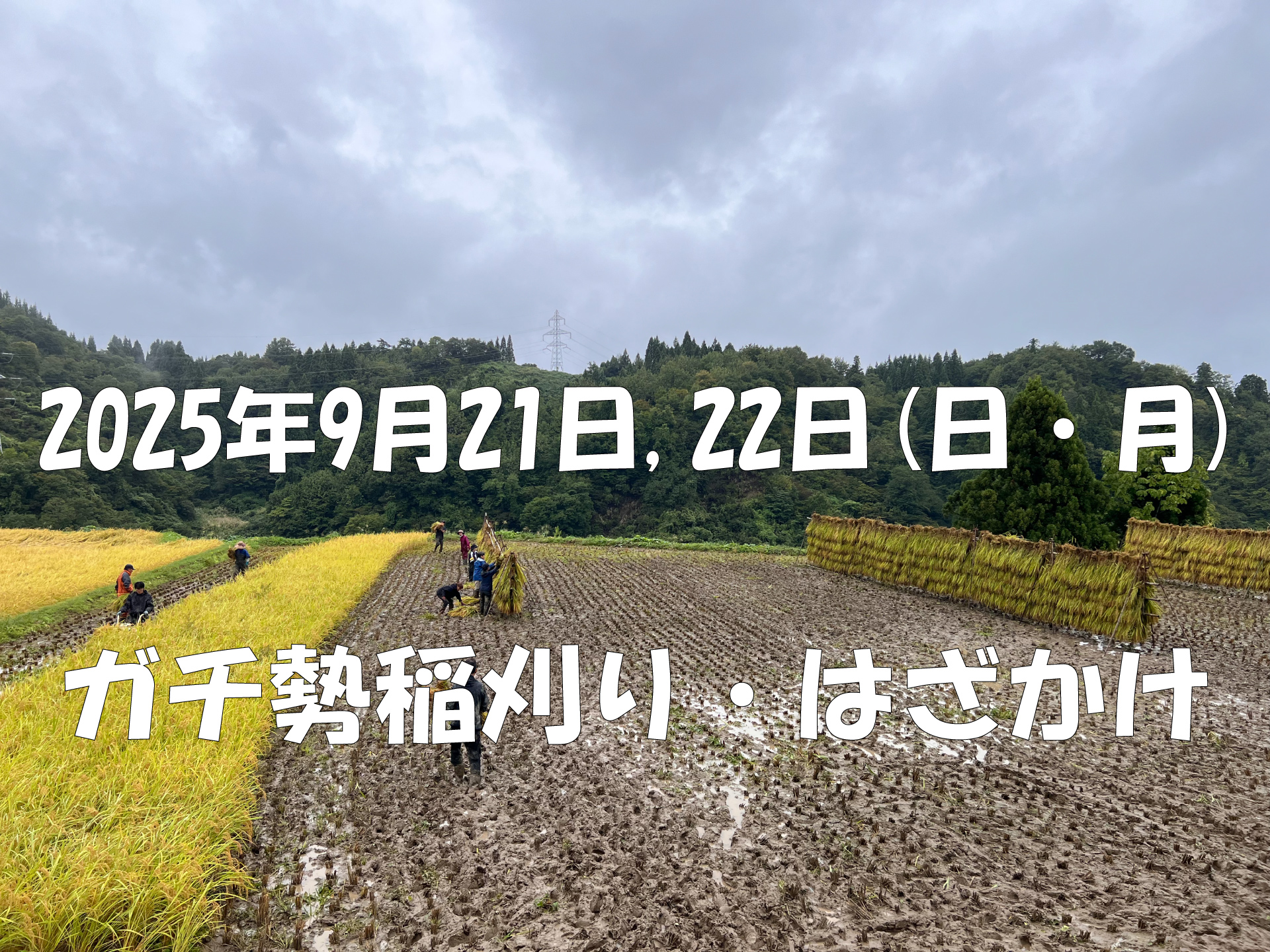ガチ勢による稲刈り・はざかけ