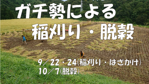 ガチ勢による稲刈り・はざかけ、脱穀